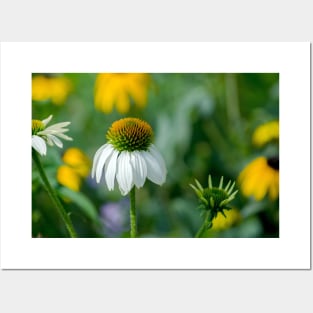 White coneflowers in a garden Posters and Art